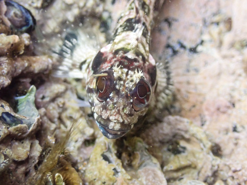 Botneus-klipvis (Clinus cottoides) — Clinidae — 3