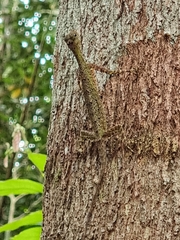 Draco melanopogon