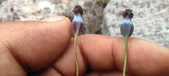 Porophyllum linaria