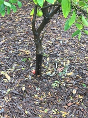 Coprinellus flocculosus