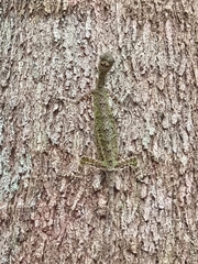 Draco melanopogon