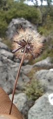Porophyllum linaria