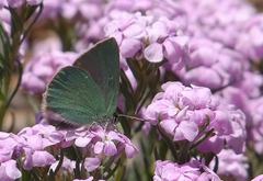 Callophrys danchenkoi