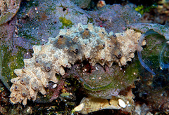 Holothuria pervicax