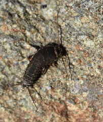 Ctenolepisma ciliatum