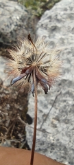 Porophyllum linaria