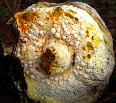 Hypomyces microspermus