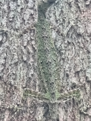 Draco melanopogon