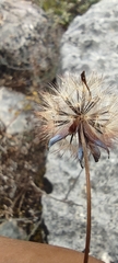 Porophyllum linaria