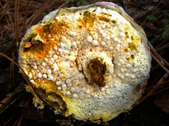 Hypomyces microspermus