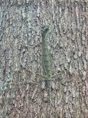 Draco melanopogon