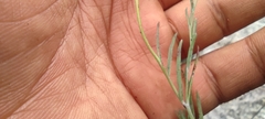 Porophyllum linaria