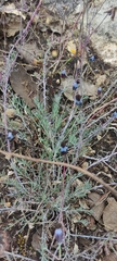 Porophyllum linaria