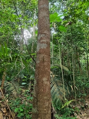 Draco melanopogon