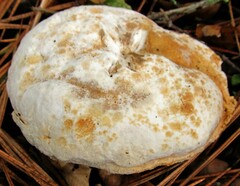 Hypomyces microspermus
