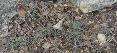 Porophyllum linaria
