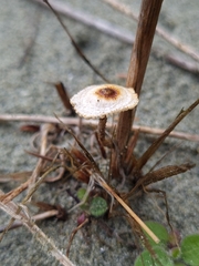 Crinipellis scabella