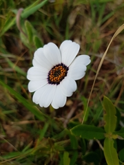Dimorphotheca pluvialis