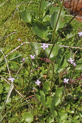 Epilobium anagallidifolium