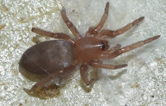 Scotophaeus scutulatus