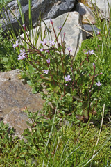 Epilobium anagallidifolium