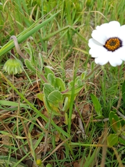 Dimorphotheca pluvialis