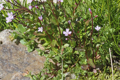 Epilobium anagallidifolium