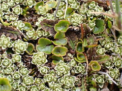 Azorella