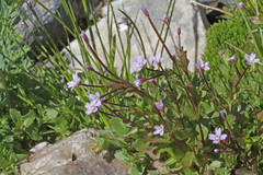 Epilobium anagallidifolium