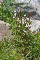 Epilobium anagallidifolium
