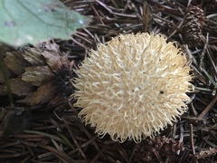 Lycoperdon echinatum