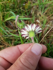 Dimorphotheca pluvialis