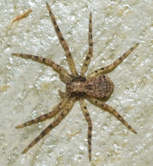 Pulchellodromus pulchellus