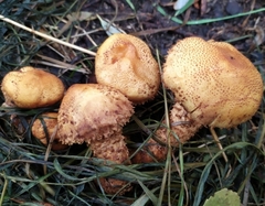 Pholiota squarrosa