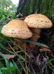 Pholiota squarrosa