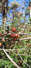 Malus angustifolia