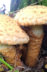 Pholiota squarrosa