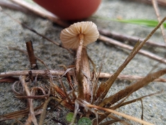 Crinipellis scabella