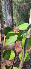 Malus angustifolia