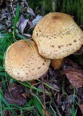 Pholiota squarrosa