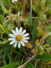 Dimorphotheca pluvialis