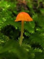 Mycena acicula