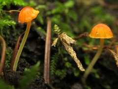 Mycena acicula