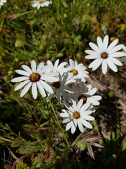 Dimorphotheca pluvialis