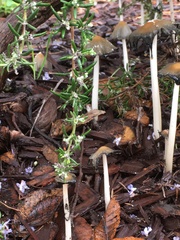 Coprinellus flocculosus