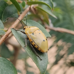 Augocoris
