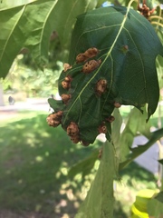 Callirhytis favosa