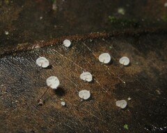 Gloiocephala