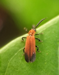Lycinae
