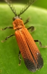 Lycinae
